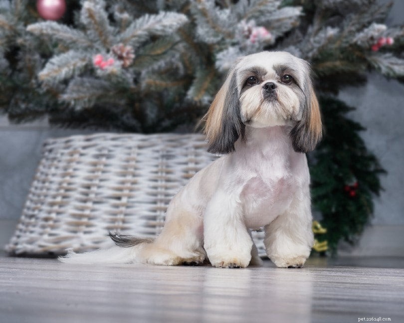 Top 15 Most Affectionate Dog Breeds – A Visual Guide