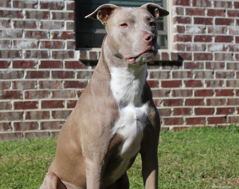 Top 15 Most Affectionate Dog Breeds – A Visual Guide