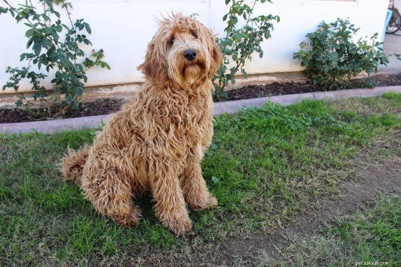 Top 15 Most Affectionate Dog Breeds – A Visual Guide