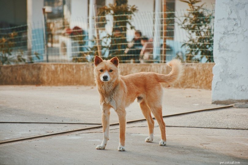 Top 15 Most Affectionate Dog Breeds – A Visual Guide