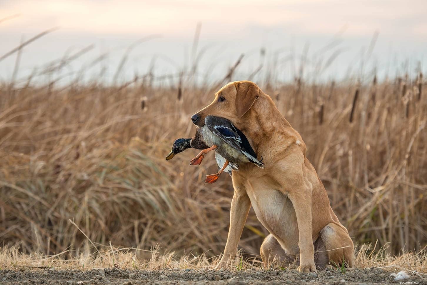 Top 12 Police Dog Breeds: How They Support Law Enforcement