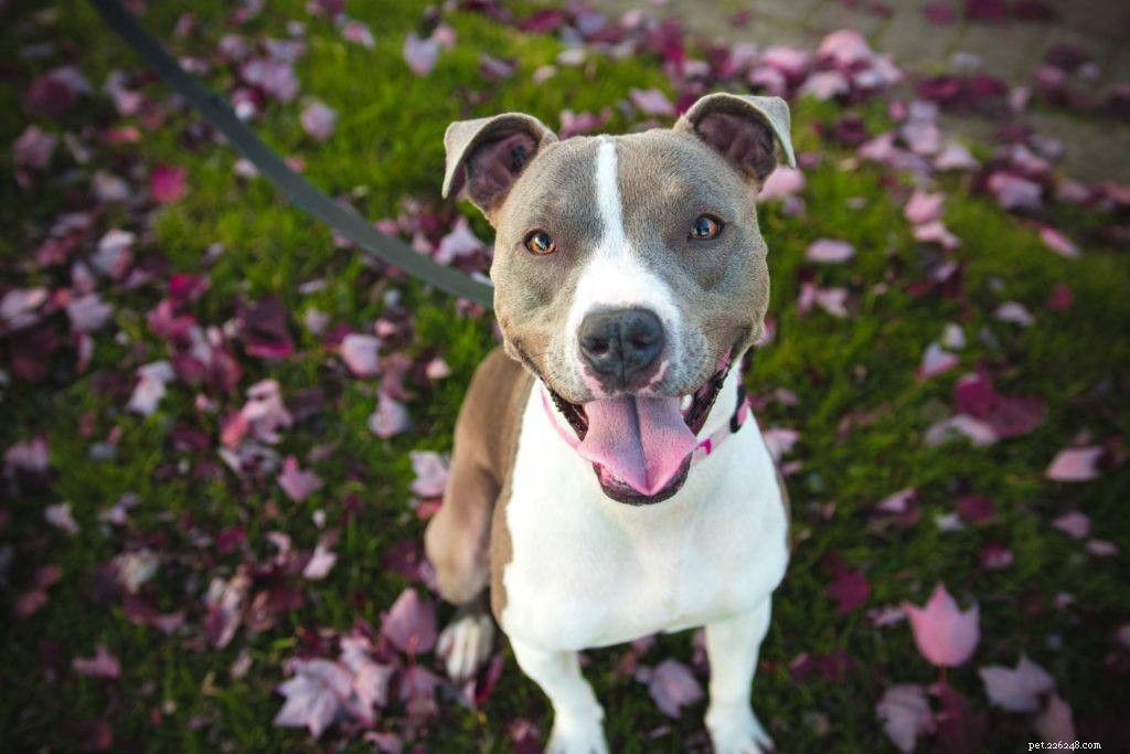 Top 12 Police Dog Breeds: How They Support Law Enforcement