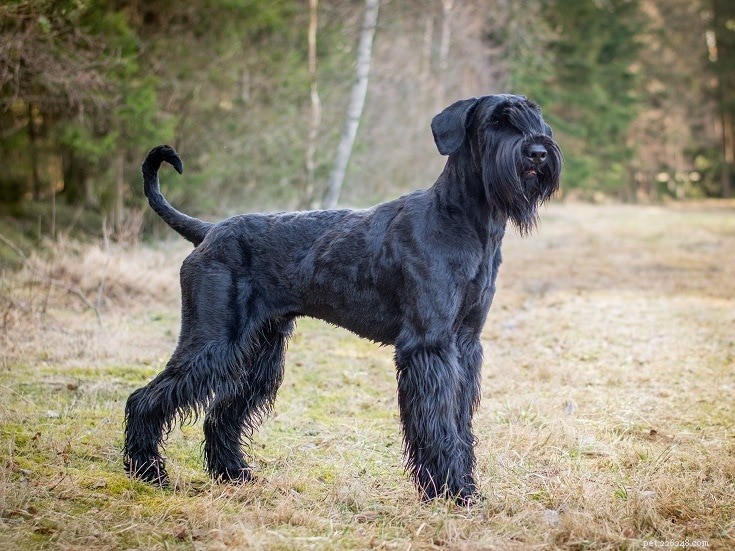 Top 12 Police Dog Breeds: How They Support Law Enforcement