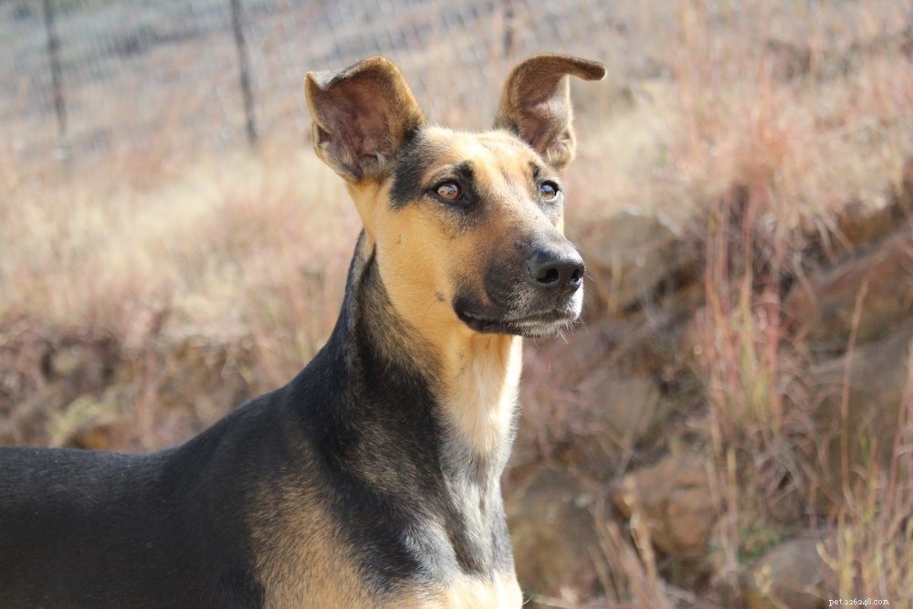 Explore 13 Stunning African Dog Breeds – From Abyssinian Sand Terrier to More