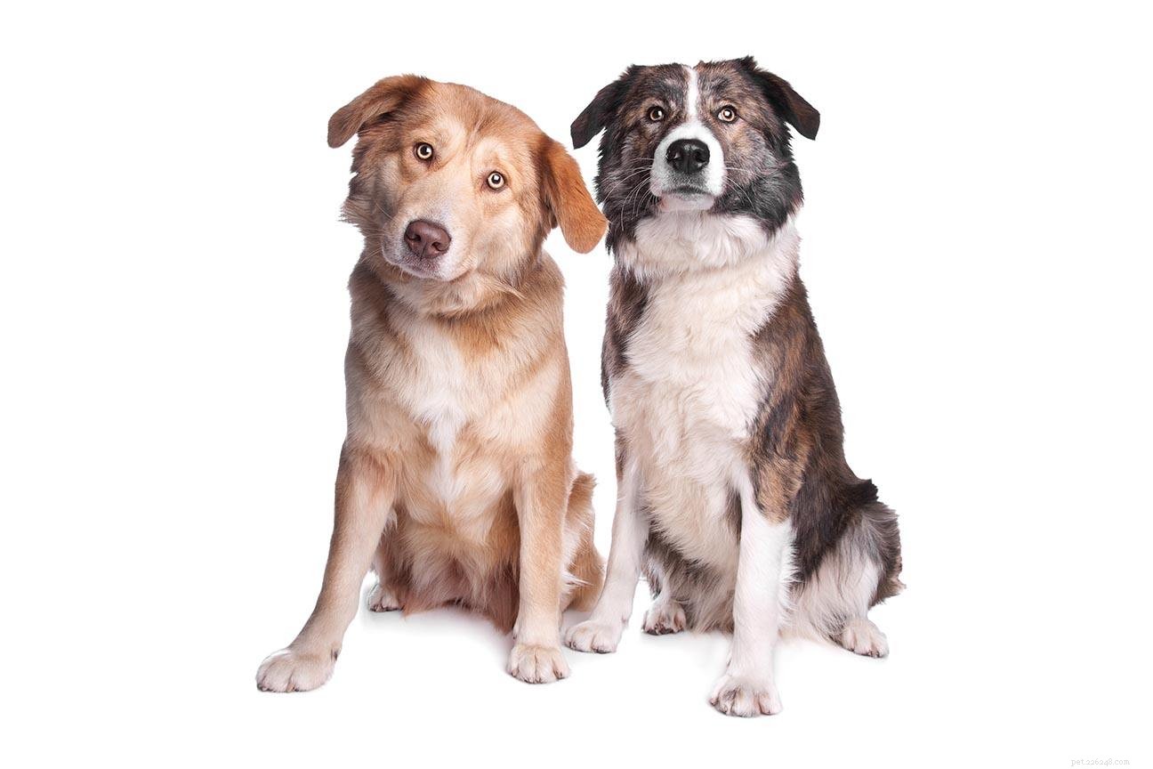 Explore 13 Stunning African Dog Breeds – From Abyssinian Sand Terrier to More