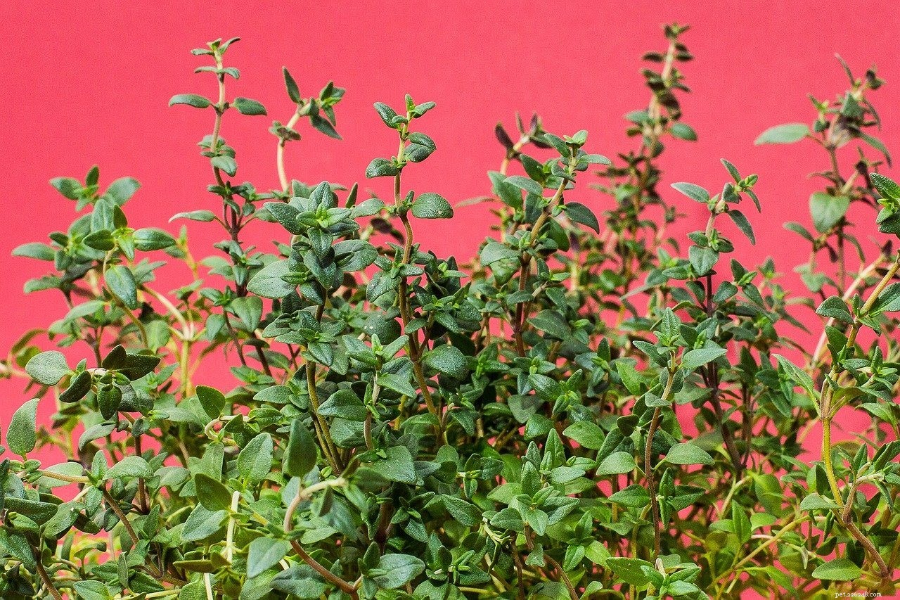 Thyme for Dogs: Safe, Health‑Boosting Uses & Potential Side Effects