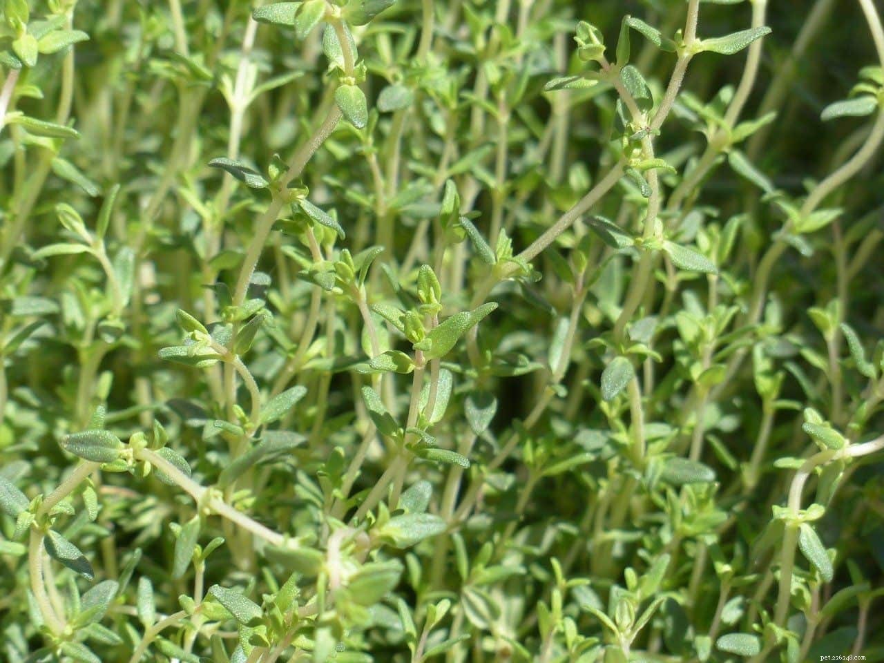 Thyme for Dogs: Safe, Health‑Boosting Uses & Potential Side Effects