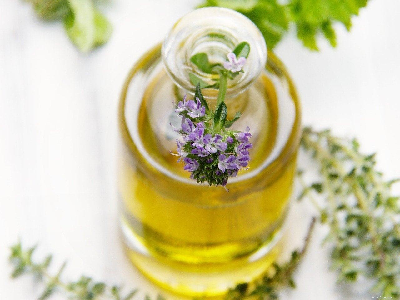 Thyme for Dogs: Safe, Health‑Boosting Uses & Potential Side Effects