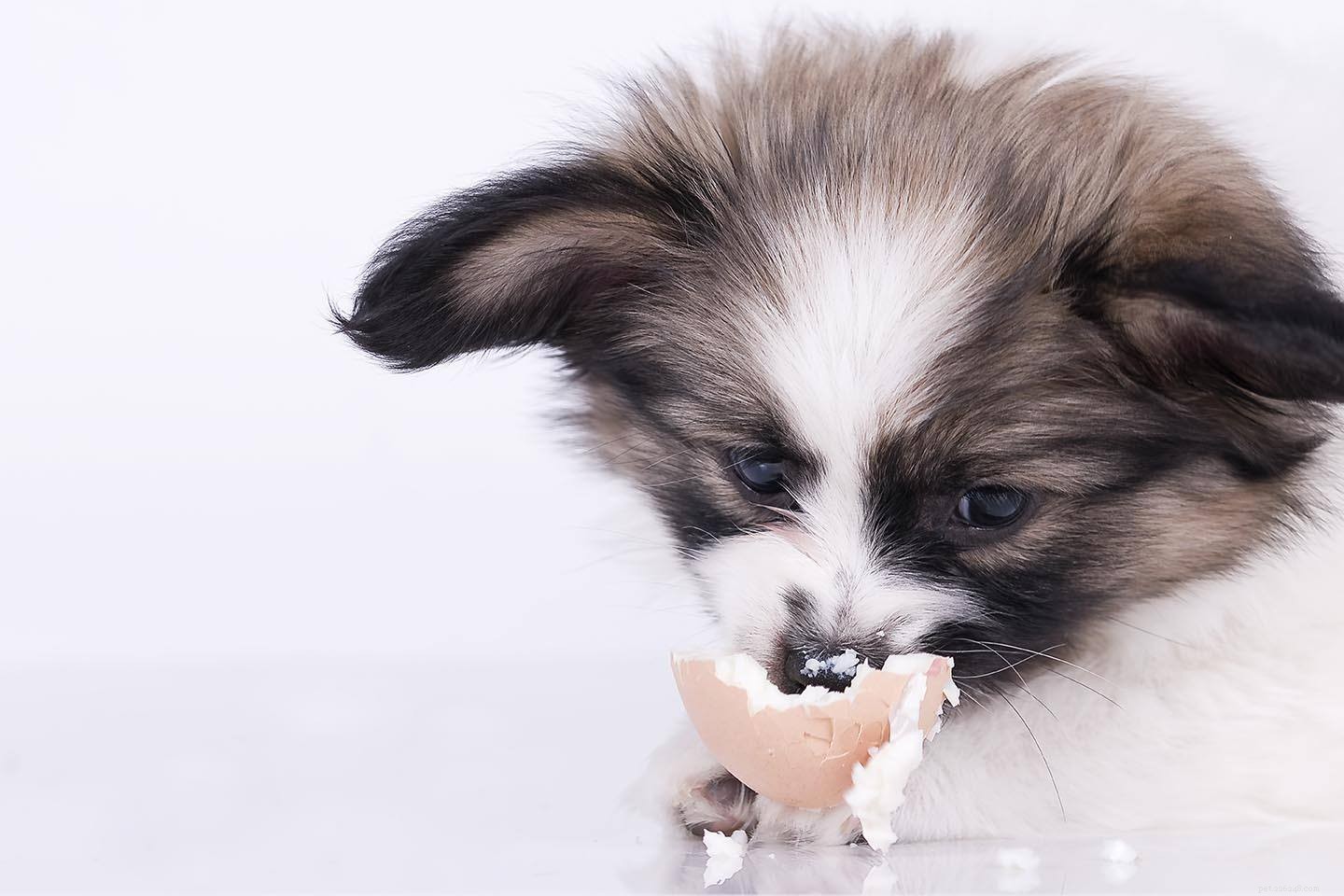 Can Dogs Safely Eat Eggs? A Complete Guide to Benefits & Risks