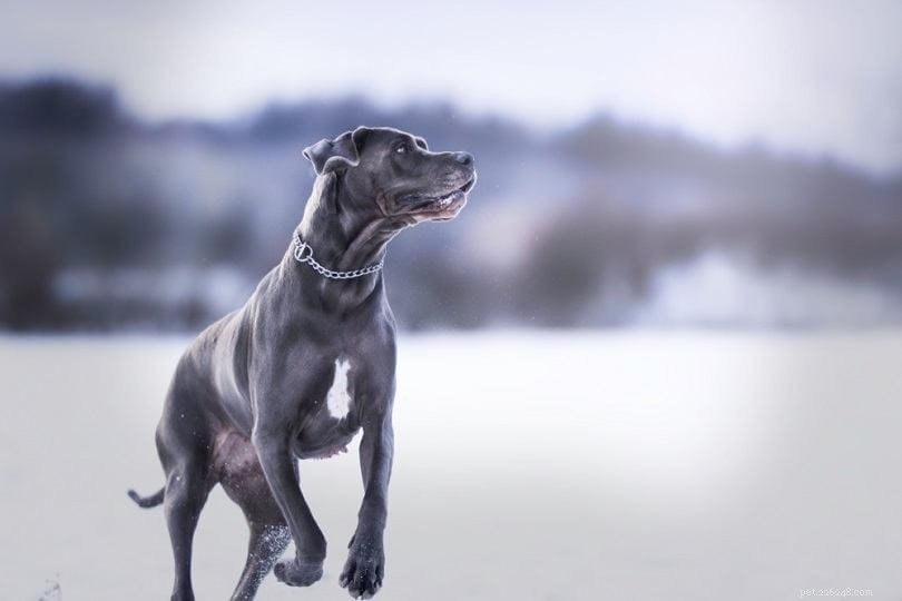 17 Quiet Dog Breeds That Bark Least – Perfect for Apartment Living (Photos Included)