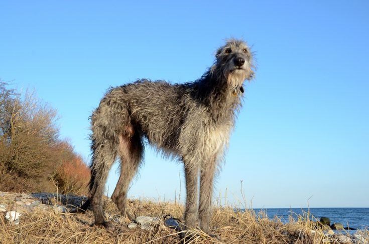 17 Quiet Dog Breeds That Bark Least – Perfect for Apartment Living (Photos Included)
