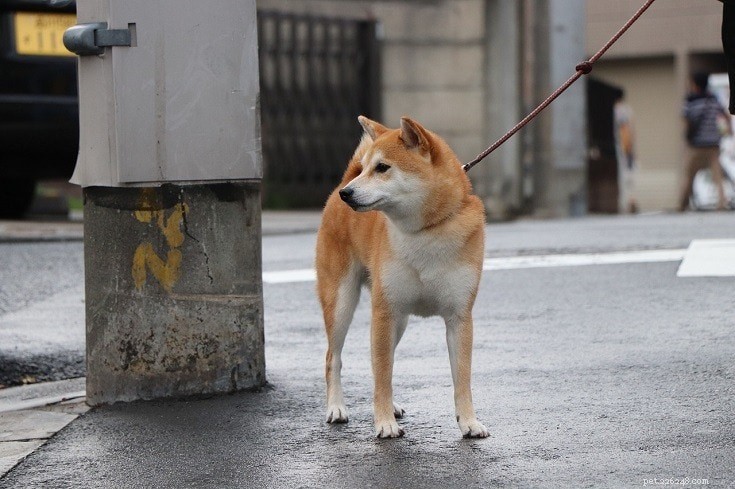 17 Quiet Dog Breeds That Bark Least – Perfect for Apartment Living (Photos Included)