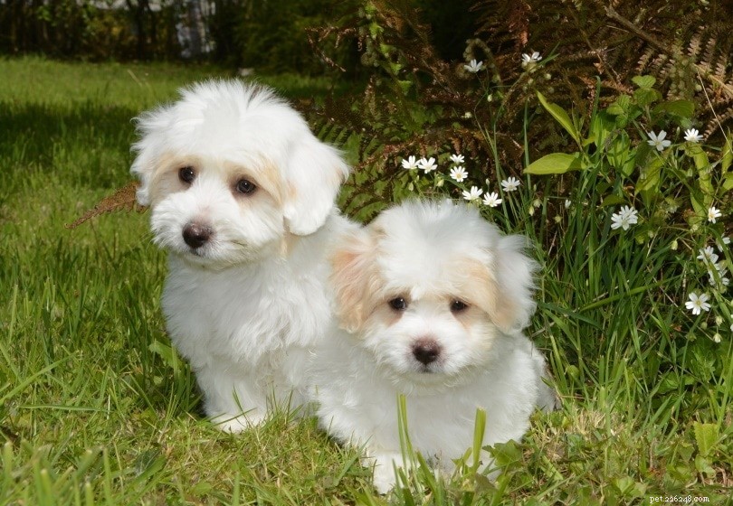 17 Quiet Dog Breeds That Bark Least – Perfect for Apartment Living (Photos Included)