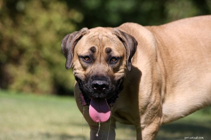 17 Quiet Dog Breeds That Bark Least – Perfect for Apartment Living (Photos Included)