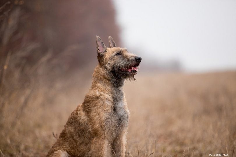 Discover 9 Iconic Belgian Dog Breeds – From Tiny to Towering