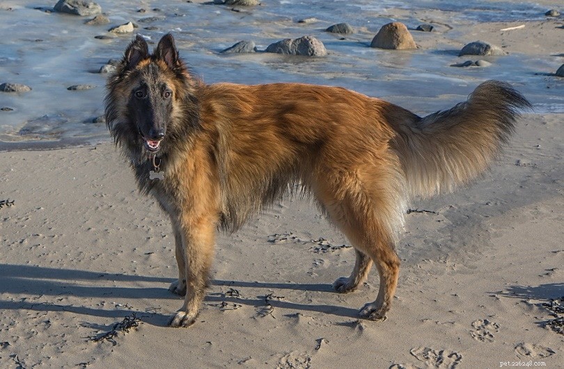 Discover 9 Iconic Belgian Dog Breeds – From Tiny to Towering