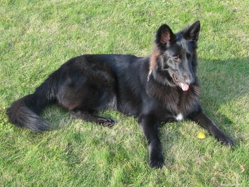 Discover 9 Iconic Belgian Dog Breeds – From Tiny to Towering