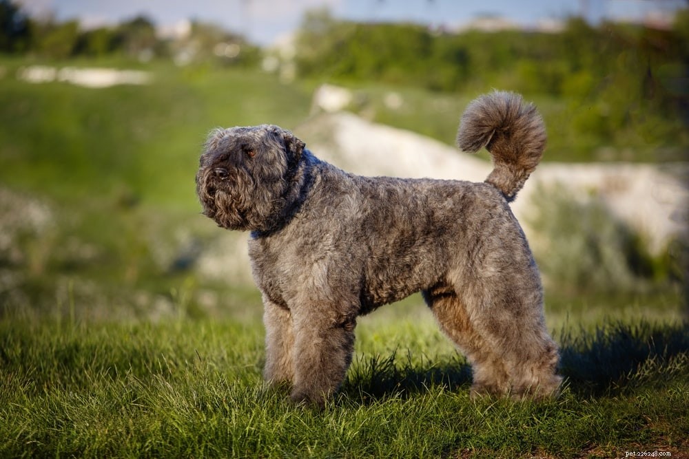 Discover 9 Iconic Belgian Dog Breeds – From Tiny to Towering