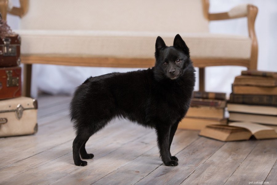 Discover 9 Iconic Belgian Dog Breeds – From Tiny to Towering