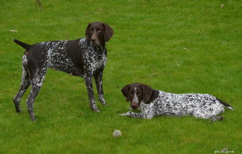 Bone Meal in Dog Food: What It Is and Is It Healthy for Your Pet?