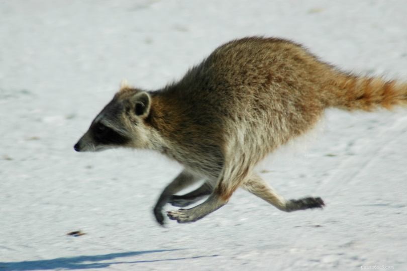 Are Raccoons a Threat to Your Dog? What You Need to Know