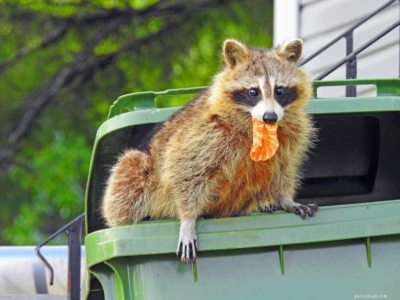 Are Raccoons a Threat to Your Dog? What You Need to Know