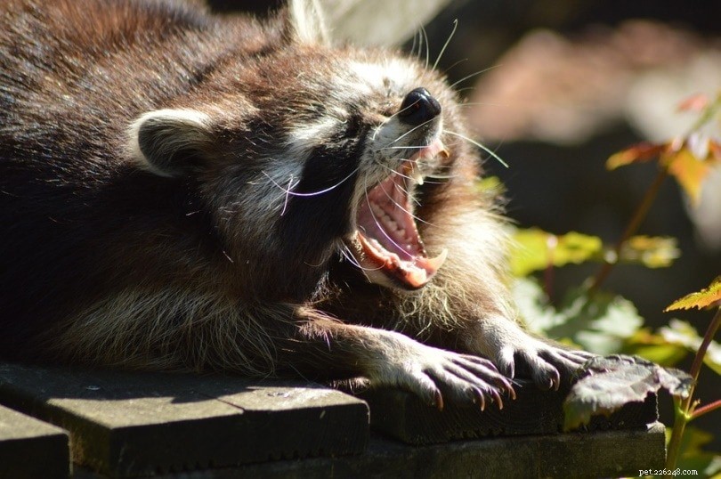 Are Raccoons a Threat to Your Dog? What You Need to Know