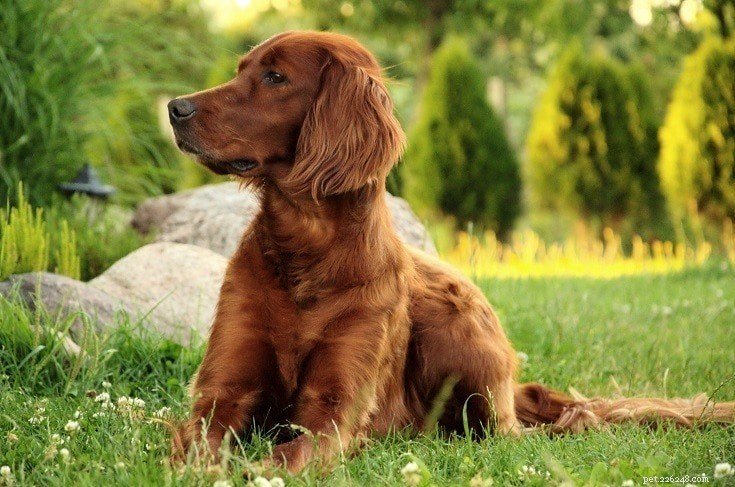 10 Must-Know Sporting Dog Breeds – Expert Guide with Images