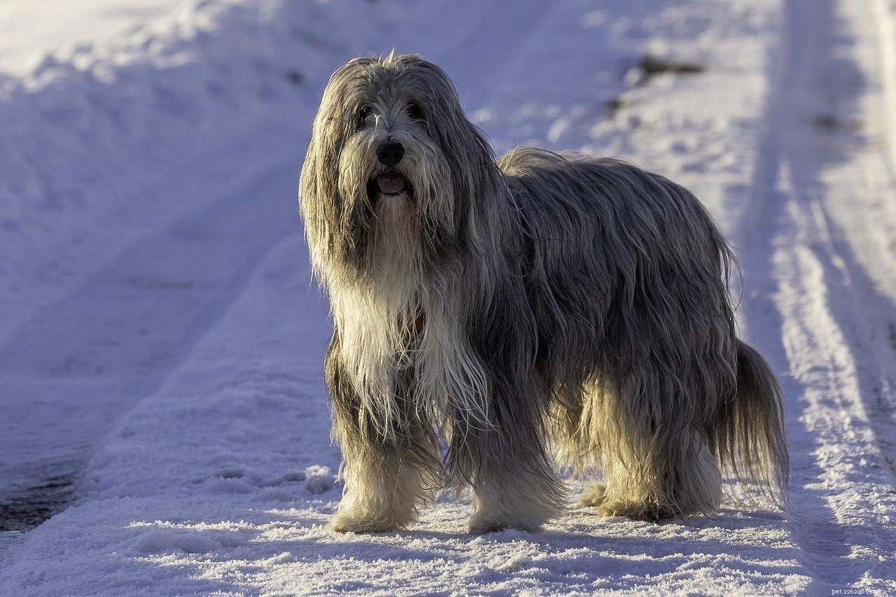 Is Jicama Safe for Dogs? Essential Guide for Pet Owners