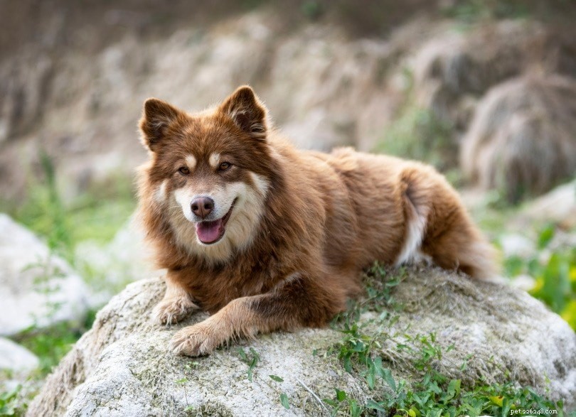 Top 10 Scandinavian Dog Breeds: Resilient, Powerful, and Picture‑Perfect