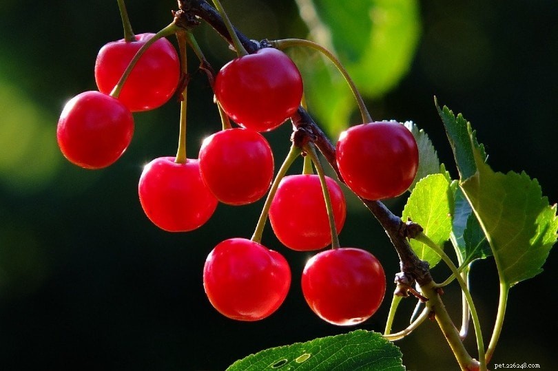 Are Cherries Safe for Dogs? A Comprehensive Guide