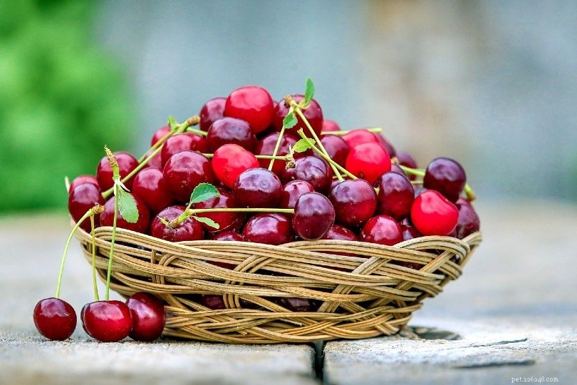 Are Cherries Safe for Dogs? A Comprehensive Guide