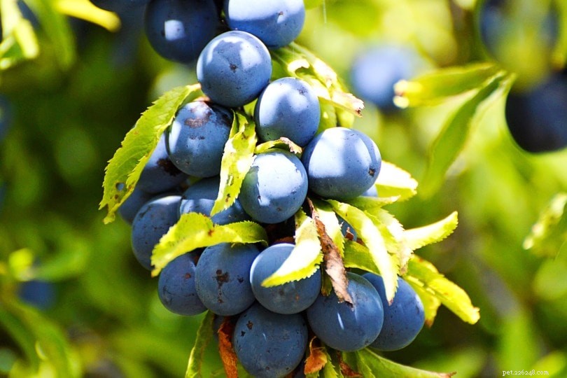Are Blueberries Safe for Dogs? Key Facts and Benefits