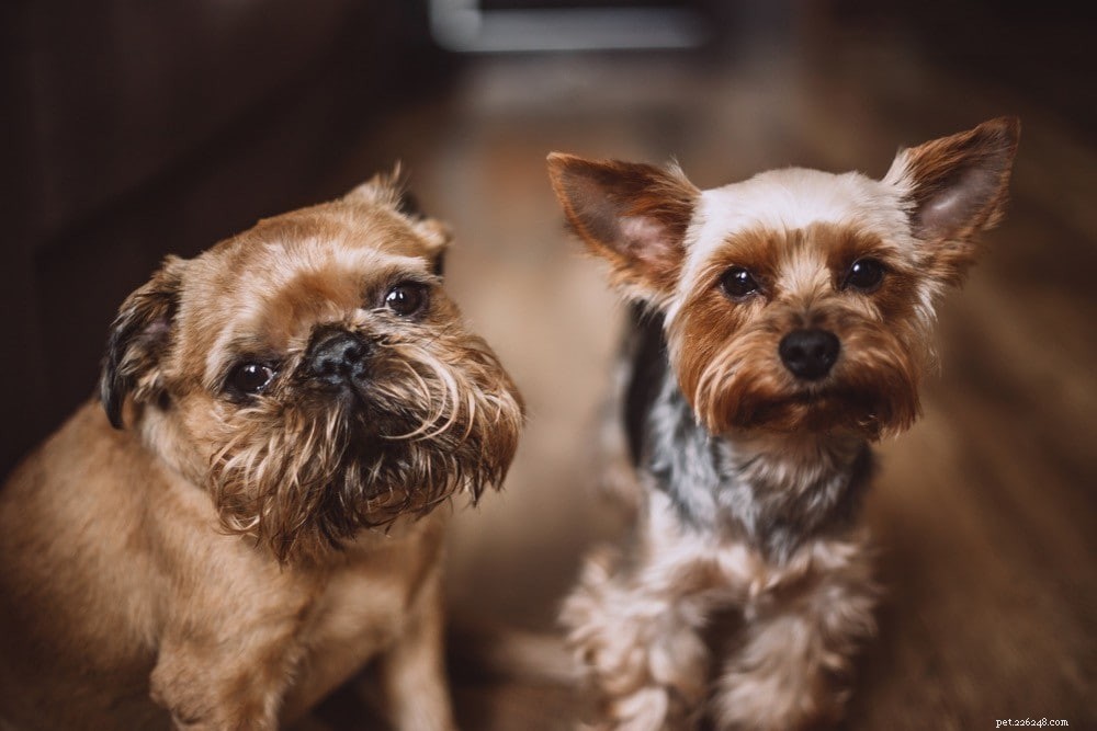 Complete List of AKC Toy Group Dog Breeds