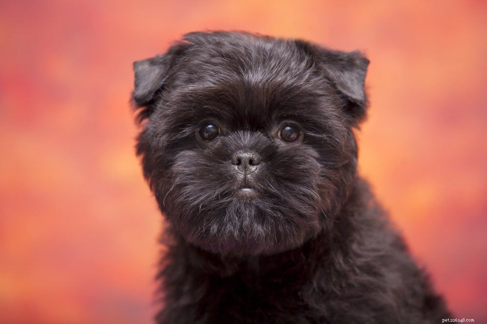 Complete List of AKC Toy Group Dog Breeds