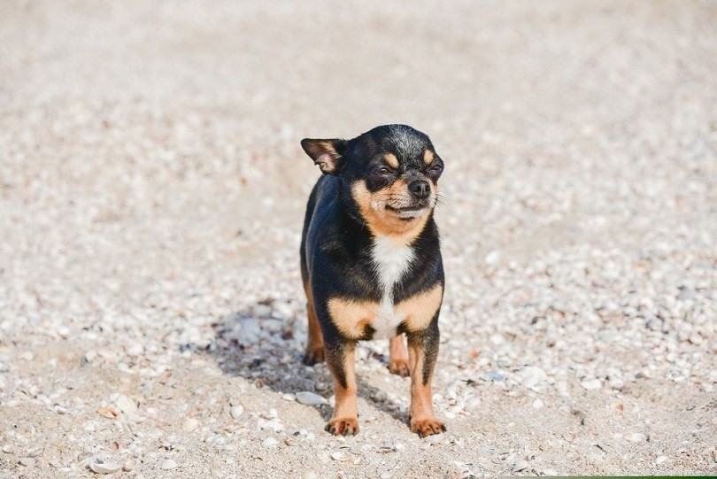 Complete List of AKC Toy Group Dog Breeds