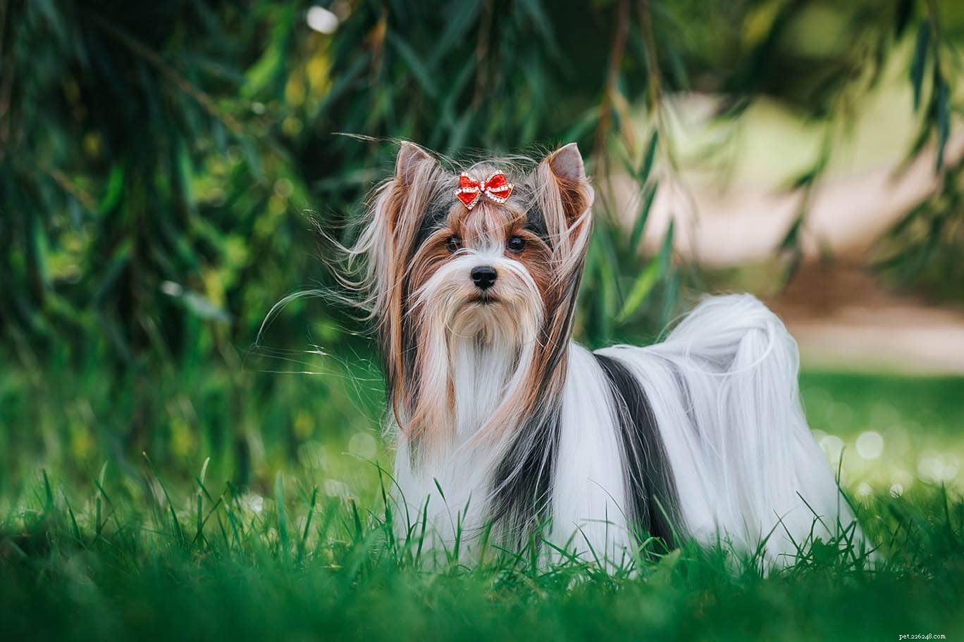 Complete List of AKC Toy Group Dog Breeds