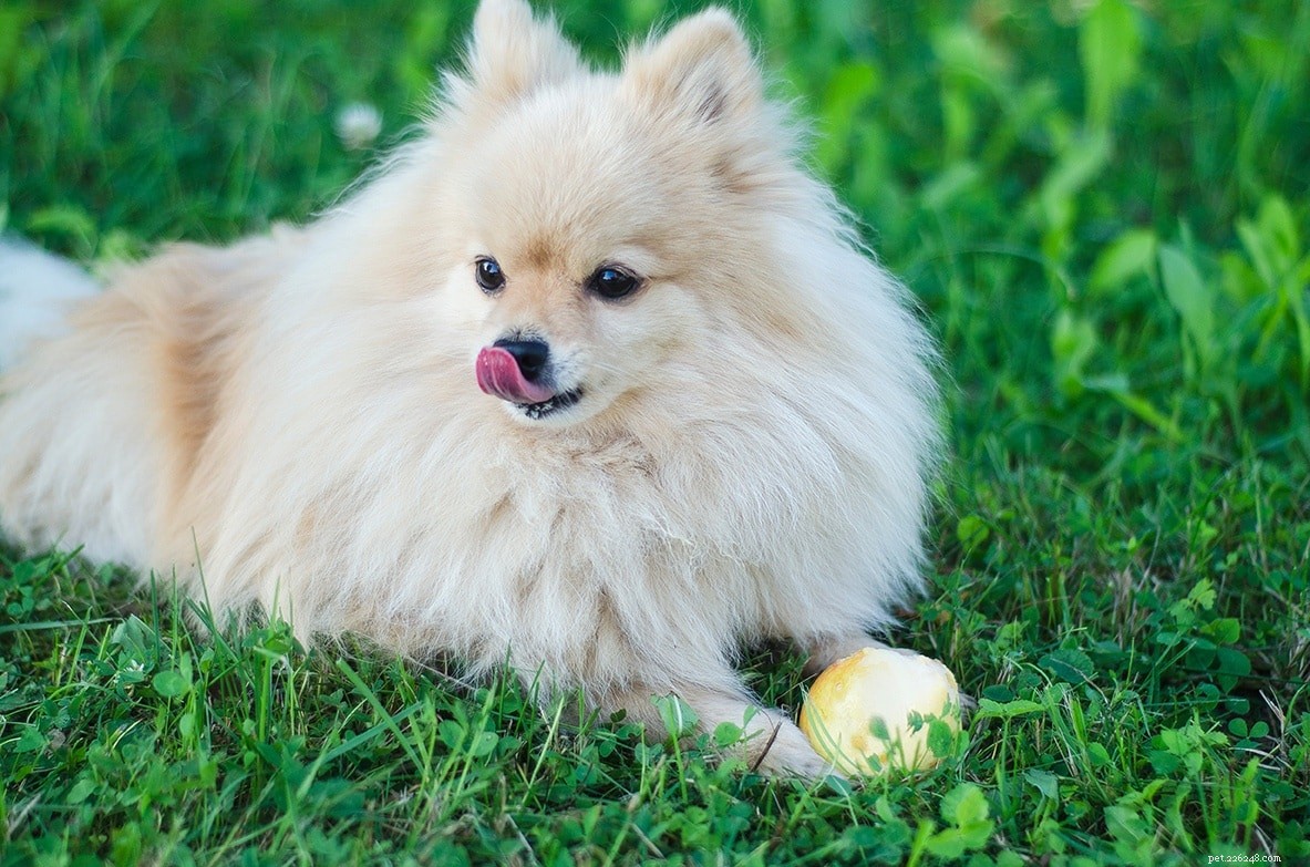 Complete List of AKC Toy Group Dog Breeds