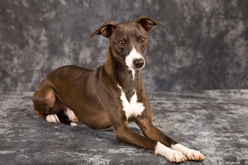 Complete List of AKC Toy Group Dog Breeds