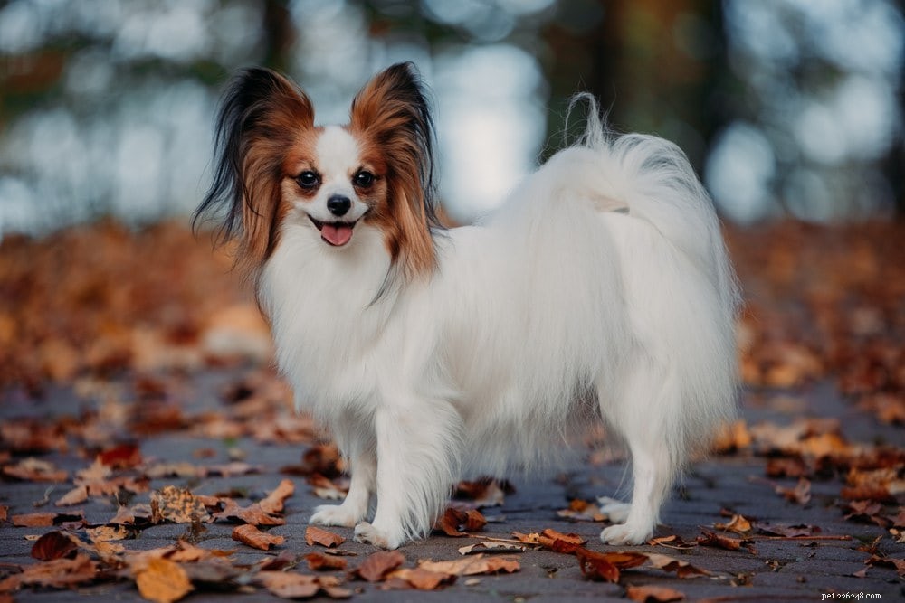 Complete List of AKC Toy Group Dog Breeds
