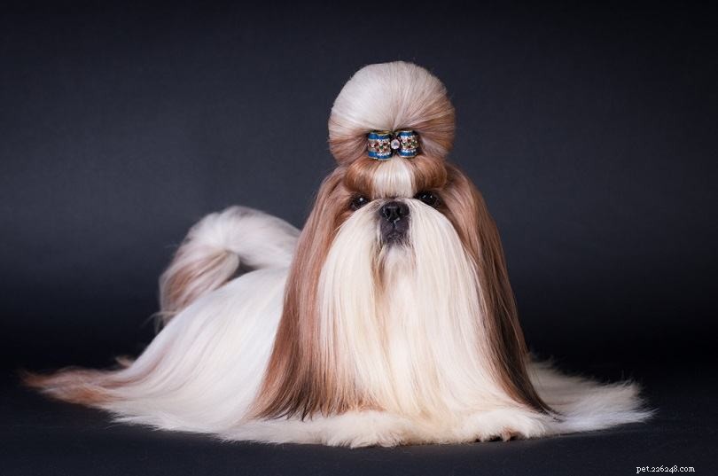 Complete List of AKC Toy Group Dog Breeds