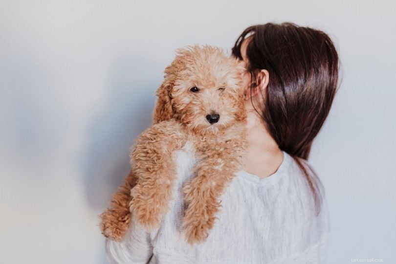 Complete List of AKC Toy Group Dog Breeds