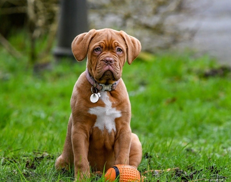 Is Alfalfa Safe for Dogs? A Comprehensive Guide
