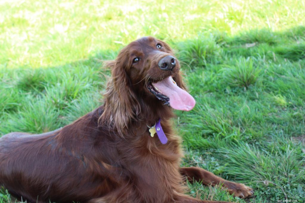 Are Peas Safe for Dogs? Expert Guide on Benefits & Risks