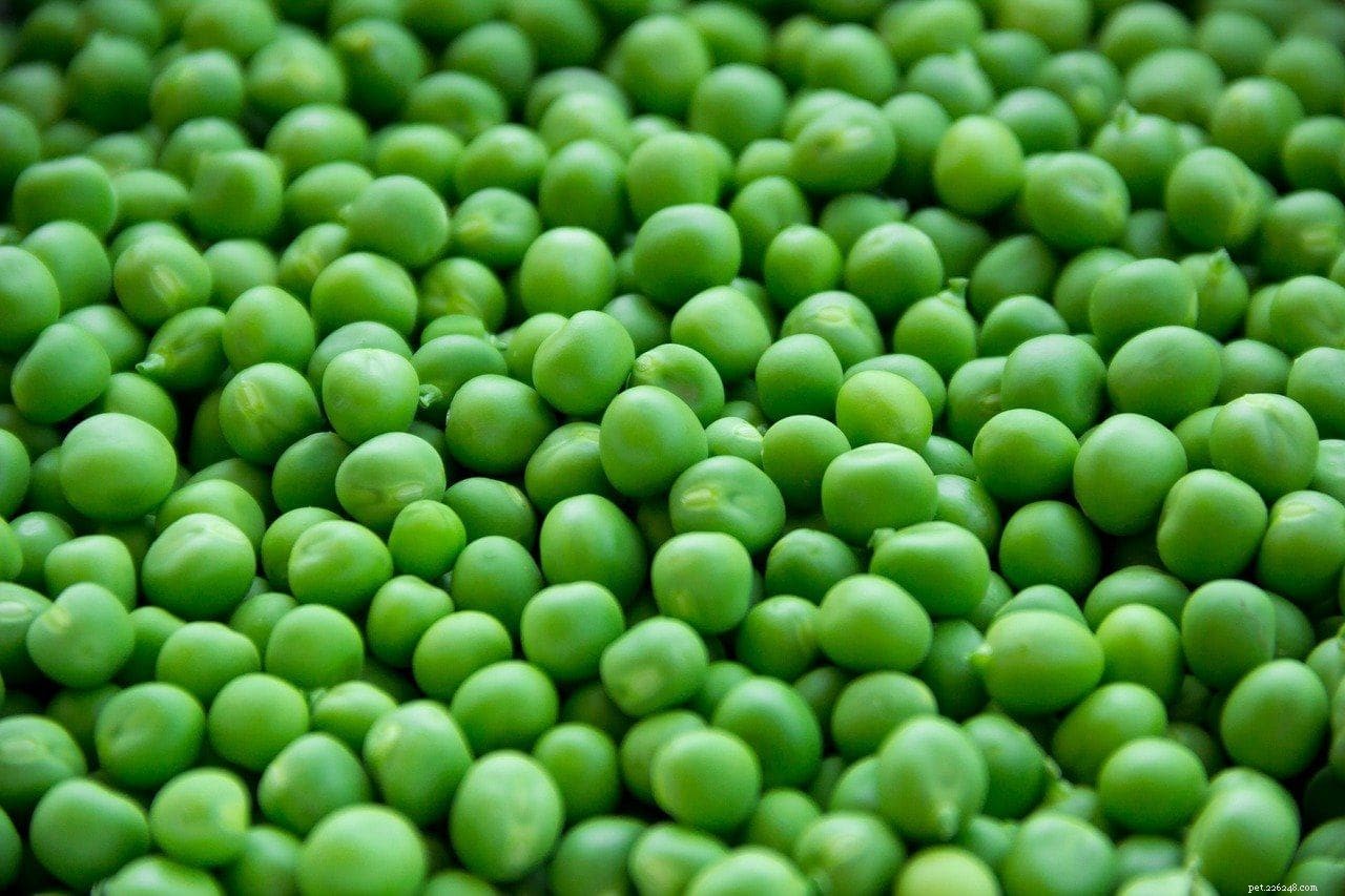 Are Peas Safe for Dogs? Expert Guide on Benefits & Risks