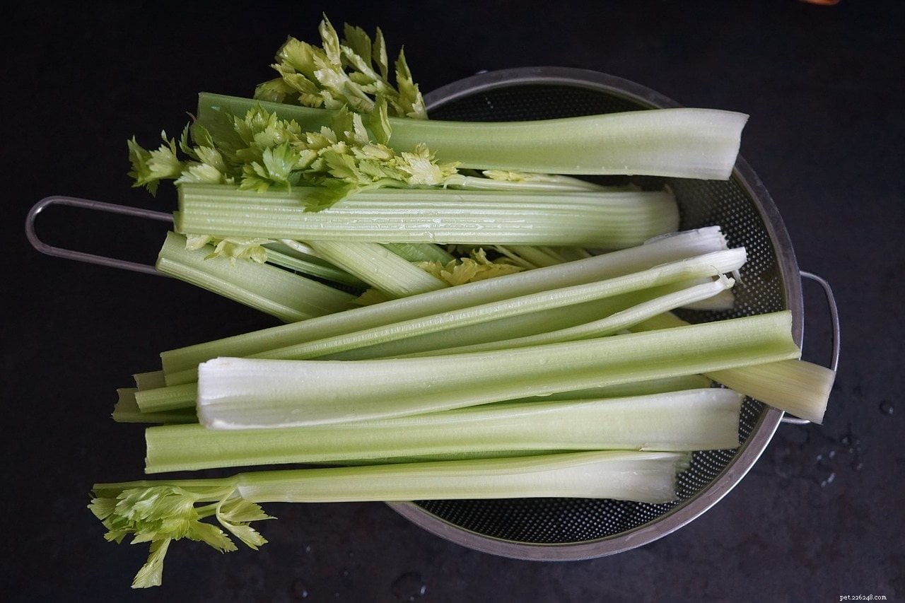 9 Proven Anti‑Inflammatory Foods to Keep Your Dog Healthy