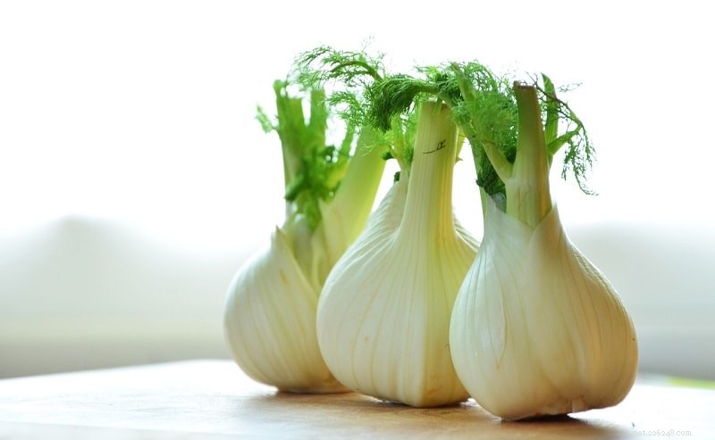 Fennel for Dogs: Safe, Healthy, and How to Use It
