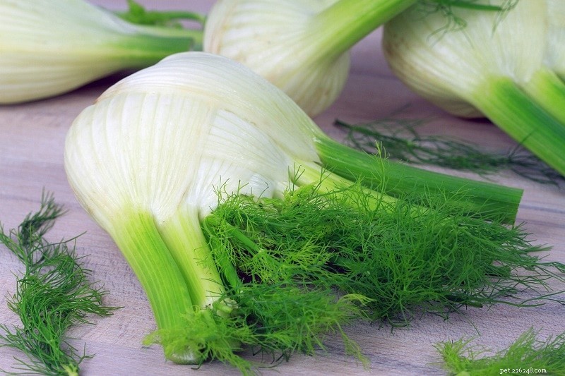 Fennel for Dogs: Safe, Healthy, and How to Use It