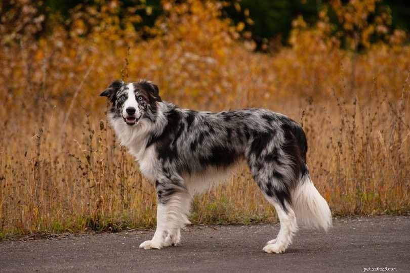 17 Stunning Merle Dog Breeds – Photos & Health Insights