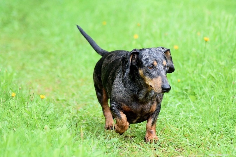 17 Stunning Merle Dog Breeds – Photos & Health Insights